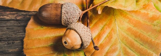 Ferienbetreuung Herbst 2